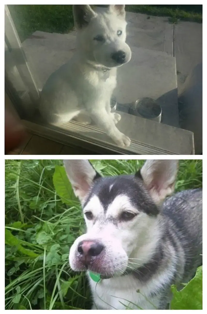 Khi muốn ngầu nhưng lại thành chó bị ong đốt với đôi má nở như pháo hoa