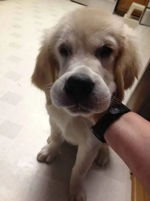 Khoảnh khắc đời thường thành hài khi chó bị ong đốt phồng má lạ lẫm