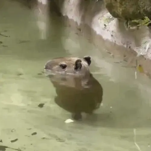 Ảnh capybara ngáo: Khoảnh khắc ngơ ngác mà buồn cười khó tả