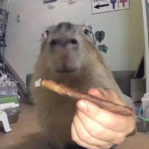 Ảnh meme bật phản xạ chuột lang nước giật phắt người như giật mình.