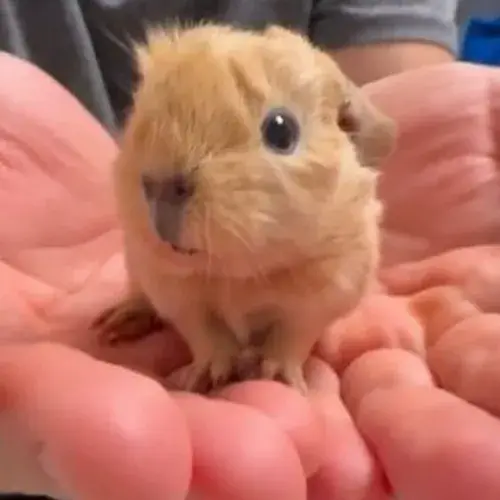 Meme capybara đời thường: Khoảnh khắc bình dị nhưng gây cười