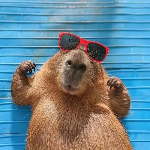 160+ ảnh Capybara Meme vô tri hài hước biểu cảm chill nhưng cực kỳ mặn mà