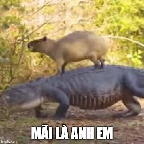Meme hài cao trào capibara nâng vật lên như kiểu cầm súng.