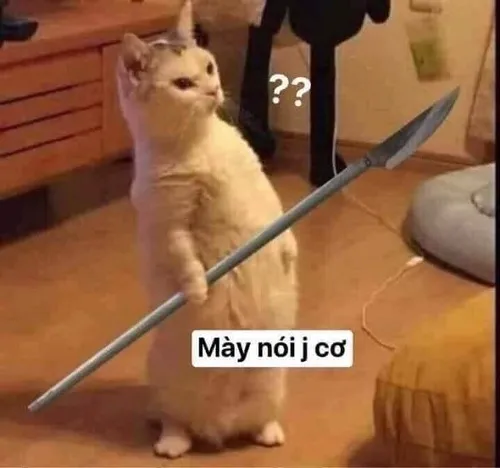 Ảnh meme mèo cầm cây phóng lợn siêu dài