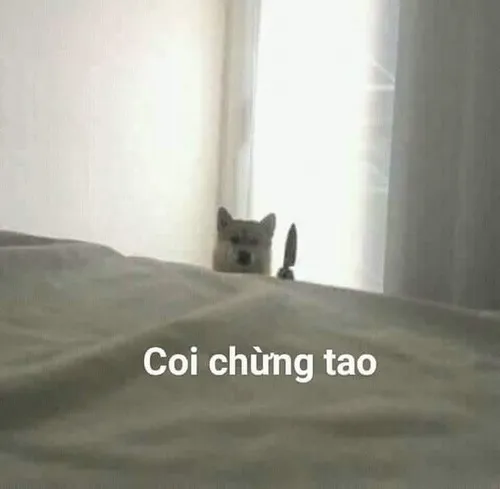 Meme chế mèo đe dọa làm nổi bật ánh mắt sắc cùng lưỡi dao