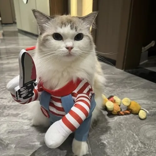 Khi mèo cầm dao trở thành biểu tượng phản ứng tức tối khó ai cản