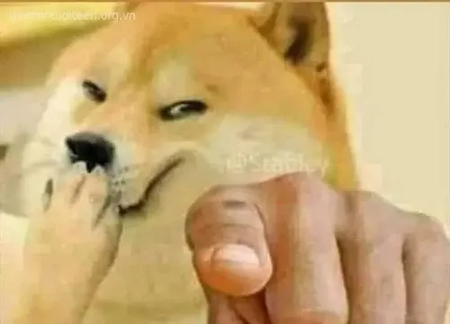 Meme con chó Shiba Inu chỉ tay với ánh mắt dò xét