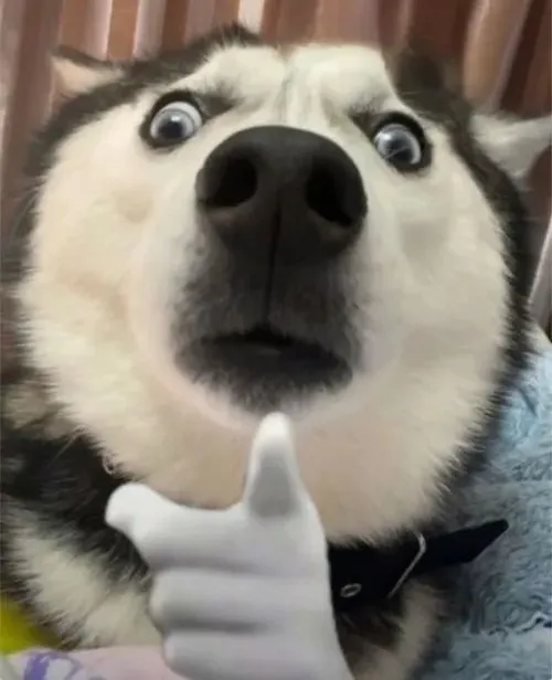 Meme Husky chỉ tay giữa tư thế buộc tội gây bật cười
