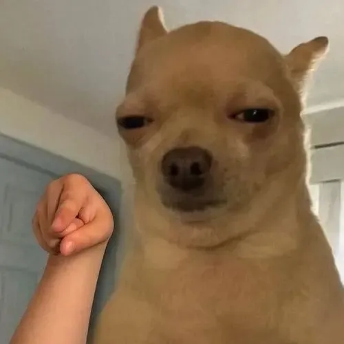 Cảnh bắt lỗi nhẹ nhàng hợp hoàn hảo với meme chó chỉ hướng