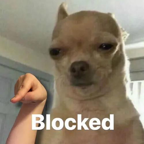 Ảnh troll chó hạch hỏi bằng ánh mắt dò xét khó chịu