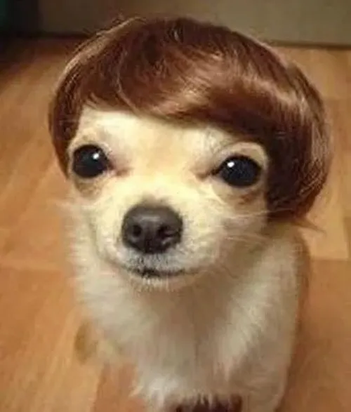 Meme thú cưng phản ứng với ánh nhìn tinh quái từ mắt hí