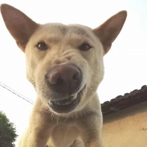 Hình troll Pug lộ mắt hí tinh quái giữa bố cục lố bịch