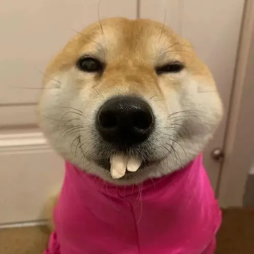 Hình meme vui Corgi nghiêng mặt tạo chi tiết gây bất ngờ dễ thương