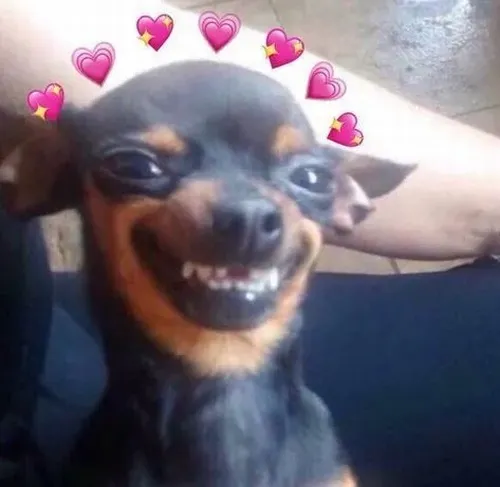 Ảnh troll Shiba Inu nở nụ cười nén cực duyên cực