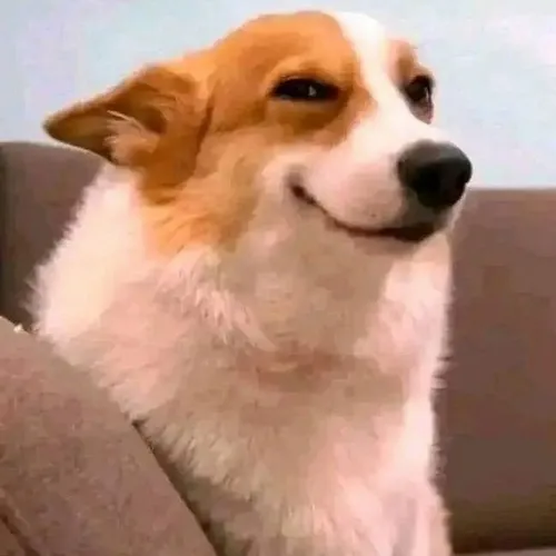 Ảnh chế chó lanh lợi phản ứng tình huống đời sống bất ngờ