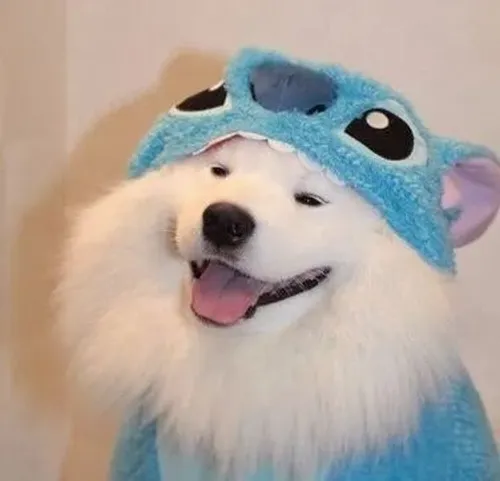 Ảnh troll chó dí dỏm nghiêng đầu tạo biểu cảm thú cưng