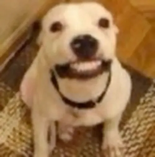 Chó cười trong meme như cú nhại nhẹ nhàng dành cho tình huống sai quá sai