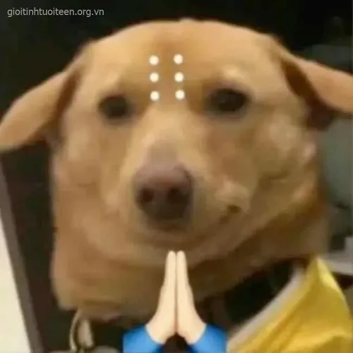 Lúc cần pha loãng không khí căng thẳng thì meme chó cười là cứu cánh