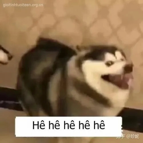 Khi sự thật khó nuốt được giải tỏa bằng loạt meme chó cười cực duyên