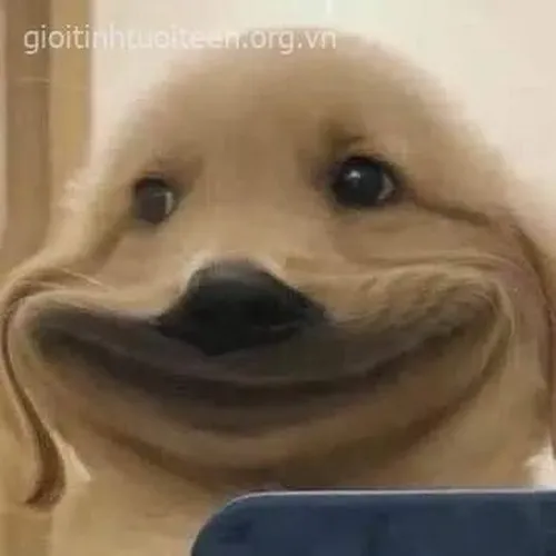 Meme chó cười với nụ cười lệch đầy duyên cực