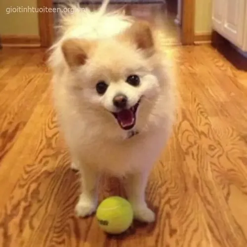 Ảnh chế Chihuahua khoe kiểu cười méo mó đặc trưng siêu buồn cười