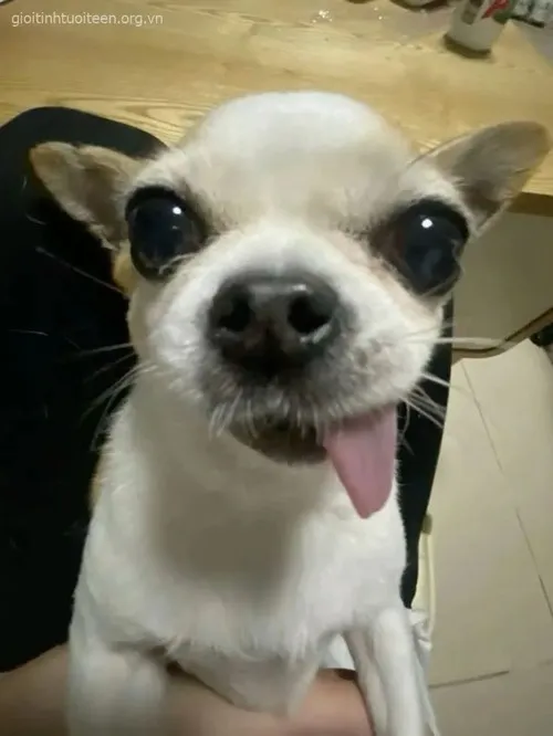 Ảnh meme vui chó cười bất lực trong cảnh tương phản mắt miệng