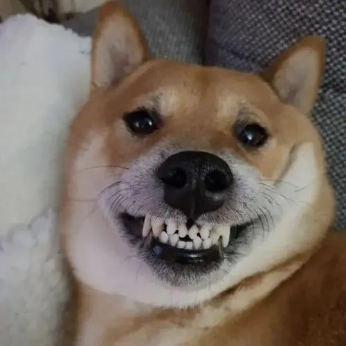 Meme chế chó lanh lợi khoe tai vểnh và ánh mắt hí duyên