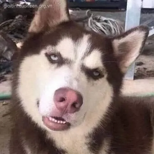 Khoảnh khắc Husky tinh nghịch làm cử chỉ lố giữa biểu cảm hài mạng