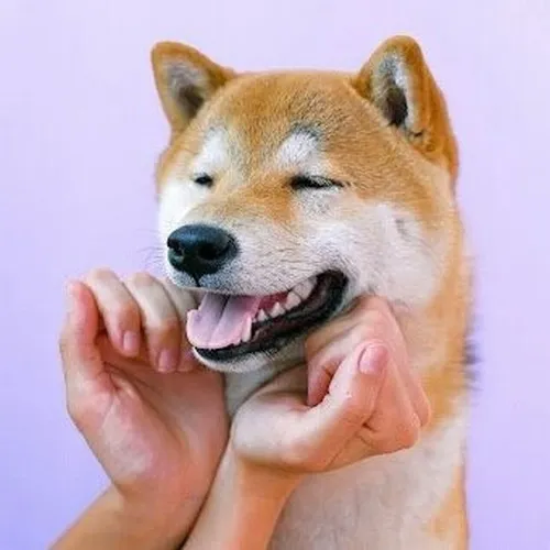 100+ ảnh Chó Cười Meme cú chốt hài hước cho những khoảnh khắc khó nói