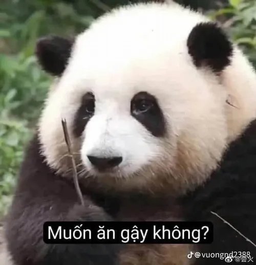 Ảnh vui khóc thút thít bởi cô đơn sâu giằng siết