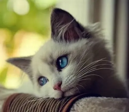 Ảnh vui mèo âm thầm tựa cửa nói hộ tâm tư