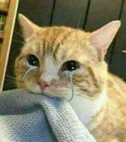 Meme con mèo khơi cảm giác cô độc ban đêm