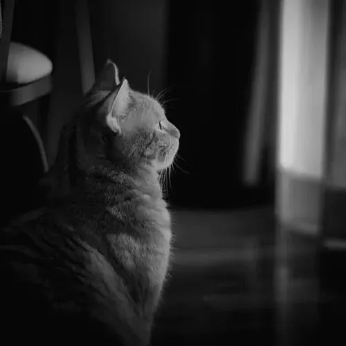 86 ảnh Meme Mèo Buồn Bã cô đơn tủi thân ai xem cũng chạnh lòng