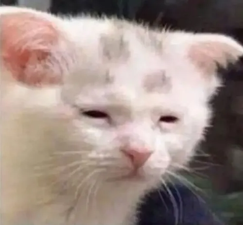 Ảnh chế mèo díp mắt uể oải tựa vào tia nắng nhẹ ngoài hiên