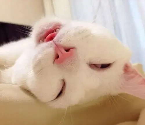 Meme hài mèo gật gù ngáp dài rịn hơi thở yếu bên chiếc ổ nhỏ