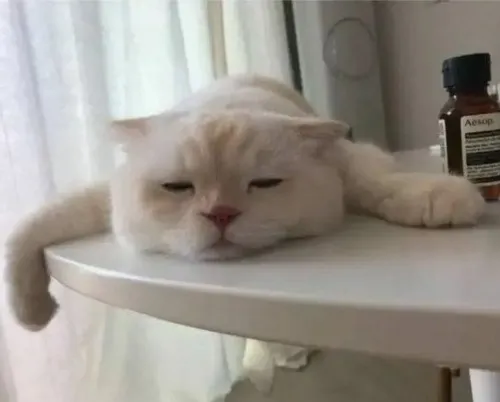 Ảnh meme vui mèo mệt rũ lim dim nhìn vào góc cửa sổ yên tĩnh