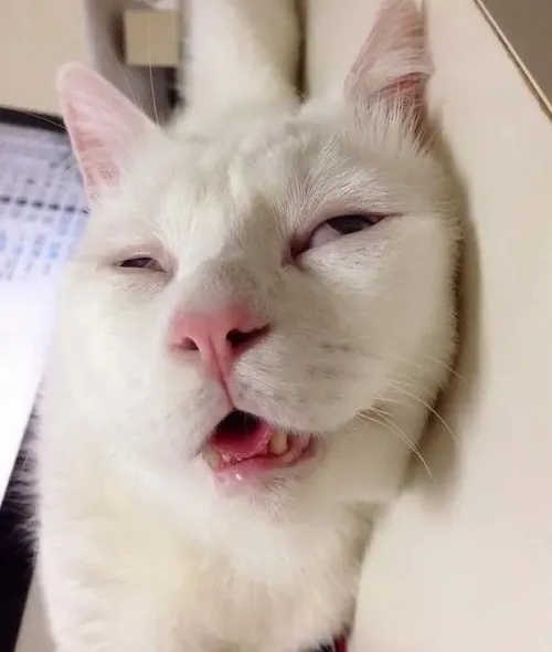 Hình chế meme vui mèo lơ mơ nằm cong cong trước chiếc quạt nhỏ quay nhẹ