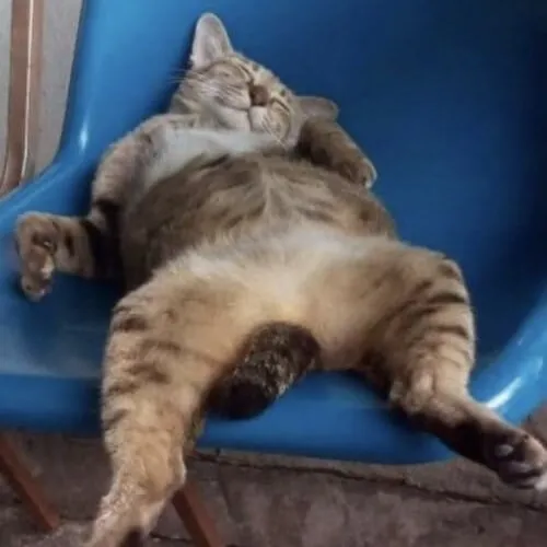 Ảnh vui mèo thiu thiu rúc đầu vào lông mềm tìm hơi ấm dịu