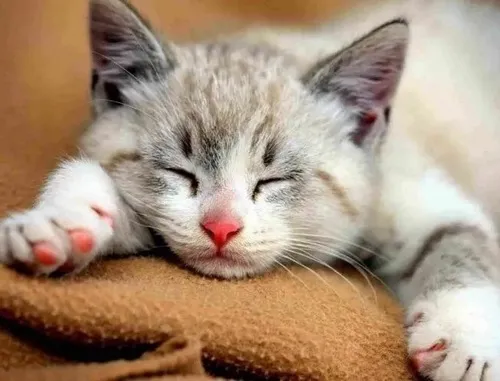 Ảnh hài mèo thiu thiu nằm cong cong trong tia nắng nhẹ buổi sớm