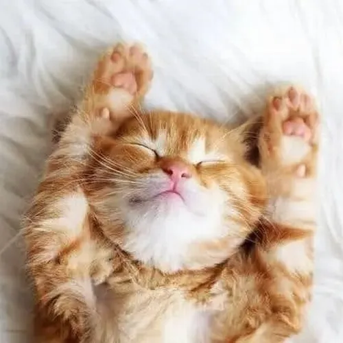 Hình meme hài mèo lim dim ngước nhìn cửa sổ trong dáng nằm cong