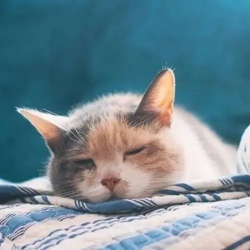 Ảnh hài mèo díp mắt chạm tai mèo khẽ rung khi cơn buồn ngủ kéo tới