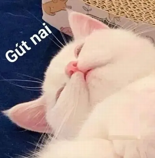 Hình meme hài mèo lơ mơ ngáp dài rồi lại rúc vào chăn ngay tức thì