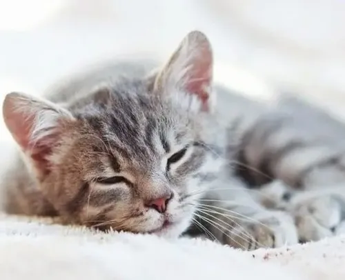 Hình meme hài mèo thiu ngủ rũ người tựa vào đuôi mèo cong cong dễ thương