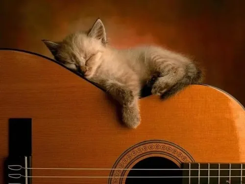 Khoảnh khắc mèo lim dim tựa cửa sổ thiu thiu giữa hơi thở chậm