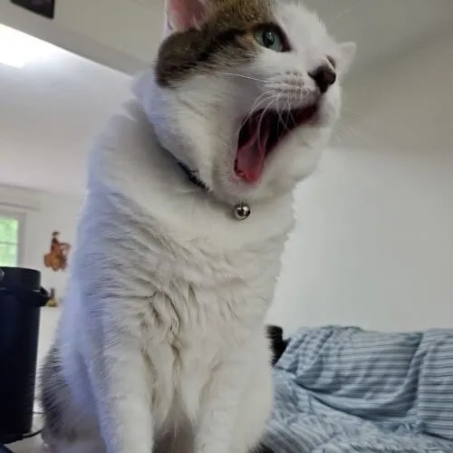 Ảnh meme vui mèo ngủ gục thở chậm bên chiếc ổ ấm mềm mại vô cùng