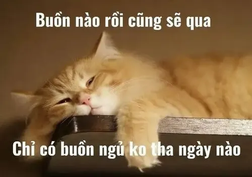Meme hài mèo lim dim ngáp dài nhìn góc nhà như đang xin được ngủ