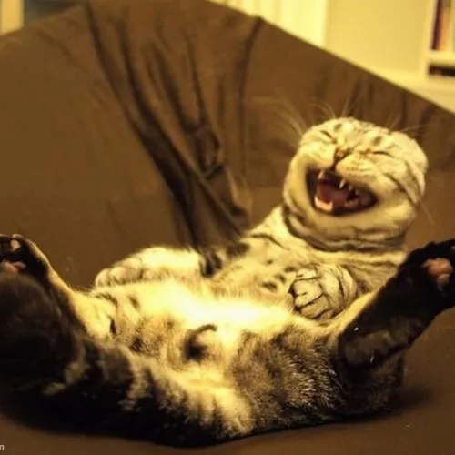 Ảnh troll mèo rộn ràng mang sắc thái cute khiến tim mềm xíu