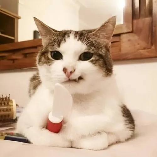 Ảnh meme vui mèo phúng phính tạo cảm giác rộn ràng khó tả