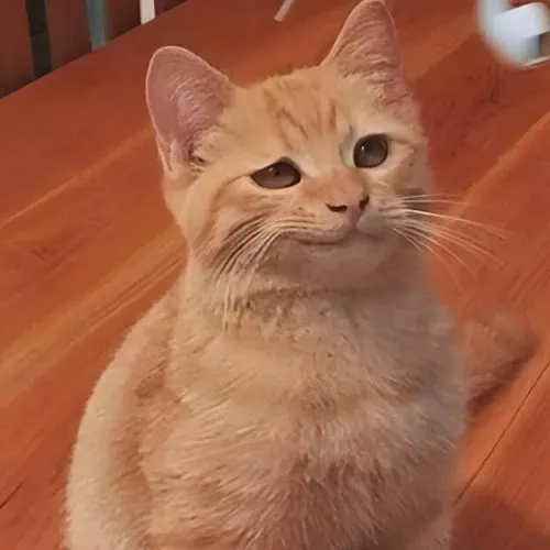 Meme mèo hí mắt bật nét duyên tạo biểu cảm đẹp nhẹ