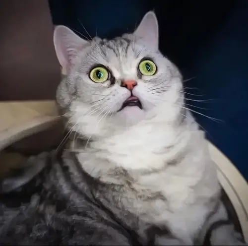 Hình troll gương mặt hãi hùng run rẩy thuộc phản xạ